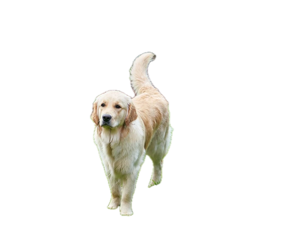 Pets prepared cutout example